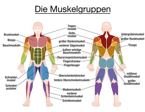 muskel türkisch|Muskel in Türkisch, Übersetzung, Deutsch .